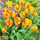 Tulipan Outbreak P12