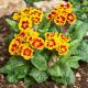 Pierwiosnek Orange Red with Yellow P11