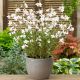 Gaura Sparkle White P12