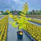Judaszowiec Hearts Of Gold  7L