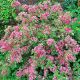 Krzewuszka cudowna Kosteriana Variegata - Weigela florida p14
