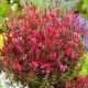 Gaura Sparkle Red P12