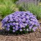 Aster Sercolistny Little Carlow P12