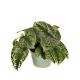 Scindapsus Pstry