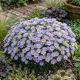 Kalimeris Blue Star P12