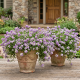 Lobularia Lavender Stream P12