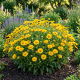 Gailardia Mesa Yellow P14