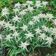 Szarotka Alpejska Edelweiss  P12