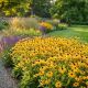 Rudbeckia Błyskotliwa Goldsturm P14