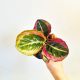 Calathea Princess Jesee P7
