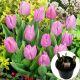 Tulipan Candy Prince P14
