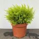 Hebe Imbricata P17