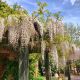 Wisteria Biała P17