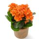 Kalanchoe Pomarańczowe P9