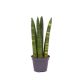 Sansewieria Cylindryczna Straight P6