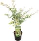 Klon palmowy - Acer palmatum Ukigumo P19
