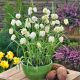 Fritillaria Mel.Alba P9