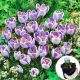 Krokus Dwukolorowy P12