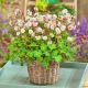 Bodziszek kanabryjski 'Saint Ola' - Geranium cantabrigense P14
