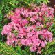 Azalia Japońska Kermesina Rosea P14