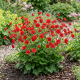 Kuklik Chilijski Mrs Bradshaw Red P14