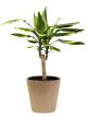 Dracena Wonna Golden Coast