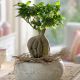 Fikus Tępy Bonsai P13