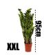 Zamiokulkas Zamiolistny XXL