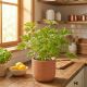 Geranium Anginka P13