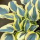 Hosta Autumn Frost P12