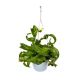 Paproć Asplenium Hurricane P13