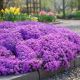 Floks Szydlasty Purple Beauty P12