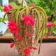 Aporocactus Flagelliformis Szczurzy Ogon P13