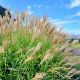 Miskant chiński - Miscanthus sinensis P12