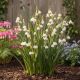 Leucojum Aestivum Bridesmaid P12
