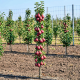 Grusza Kolumnowa Decora P23