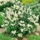 Pieris Japoński Cupido P9