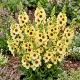 Dziewanna Dark Eyes - Verbascum P14