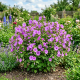 Ślazówka Lilac Lady P14