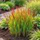 Imperata Cylindryczna Red baron P12