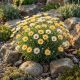 Rhodanthemum 'Zagora Yellow' P12