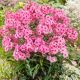 Floks Wiechowaty Pink P12