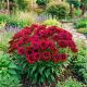 Rudbekia True Red P14