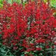 Lobelia Lśniąca 'Queen Victoria' P14