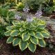 Funkia Hosta Liberty P14