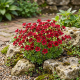 Skalnica Arendsa Scenic Red P12
