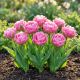 Tulipan Pink Size P14