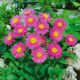Aster Alpejski Happy End P12