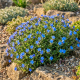 Lithodora Sky Blue P9