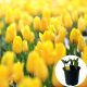 Tulipan Ted Turner P14